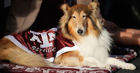 Texas A&M mascot to retire at the end of the year - FanBuzz