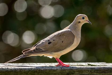 Mourning Dove - Call | Nest | facts | Feathers | Habitat | Lifespan - Bird Baron