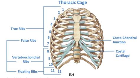 In vertebrate anatomy, ribs... - Dr. Khalid Mannan MDs | Facebook