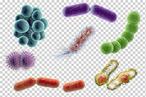Free download | Graphy Bacteria Microorganism Coccus E. coli, microscope, technic, microscope ...