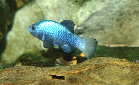 Desert pupfish photo and wallpaper. Cute Desert pupfish pictures