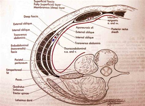 Fascial Layers Anatomy and fascia of the anterior abdominal wall; muscular layers it is used in ...