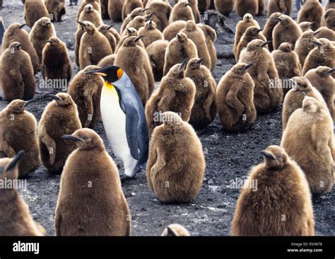 King penguin chicks south georgia hi-res stock photography and images ...