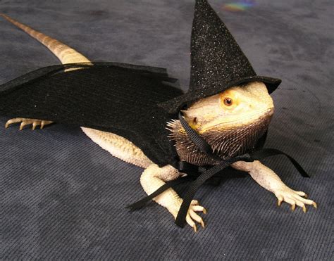 Wizarding Hat & Cape for Bearded Dragons One size fits most.