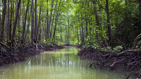 Four Types of Coastal Habitats and Why They Matter | The Pew Charitable Trusts