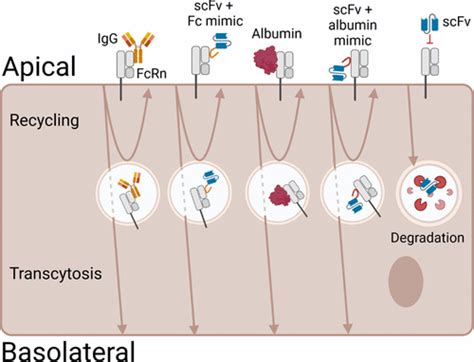 短 FcRn 结合肽能够挽救和转胞吞 scFv 抗体片段,ACS Chemical Biology - X-MOL