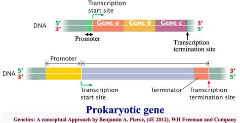 Prokaryotic and eukaryotic genes Split genes Pseudogenes Gene ...