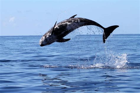 Risso’s dolphins: Spin-dive innovation lets them reach deep water for hunting | New Scientist