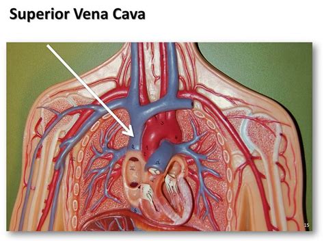 Superior vena cava - The Anatomy of the Veins Visual Guide, page 15 (of 52) | Flickr - Photo ...