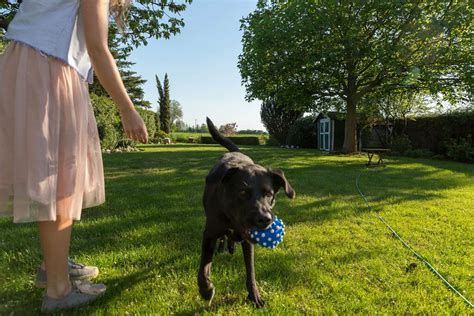 Woman in skirt stands in green grass while playing with a Labrador retriever who takes a blue ...