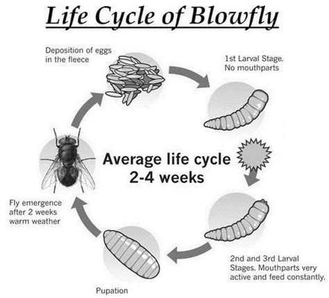 Life Cycle of a Fly - CarmenafeNeal