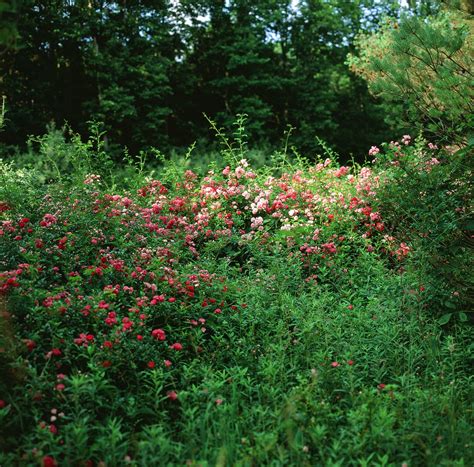 the wild rose bush – I dream of sumac and milkweed (and other wild things)