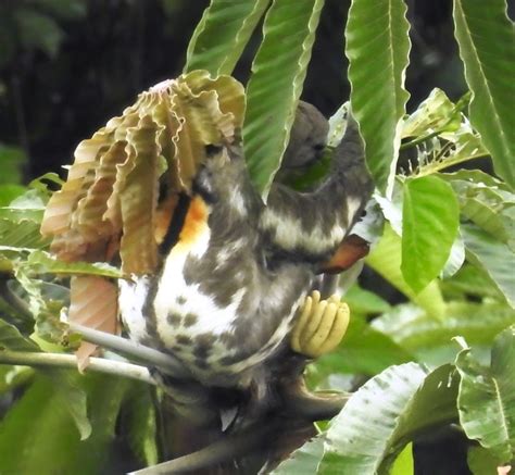 Napo Wildlife Center’s Canopy Tower | Miles To The Wild