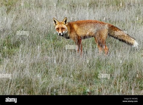 red fox (Vulpes vulpes), looking for food on the prairie Stock Photo - Alamy