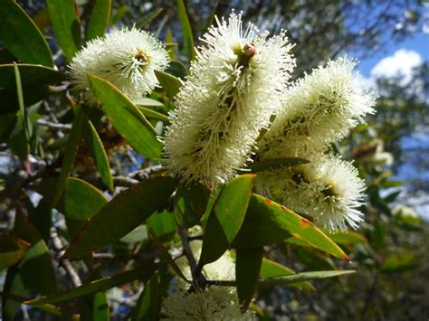 Niaouli Essential Oil | Essentially Australia