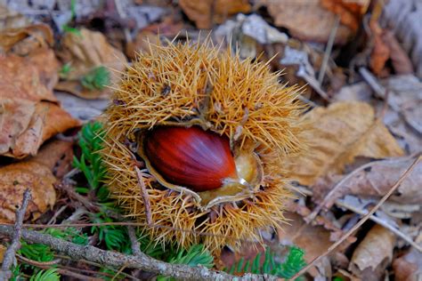 Chestnuts season | La saison des Châtaignes | Patrick de Marteville | Flickr