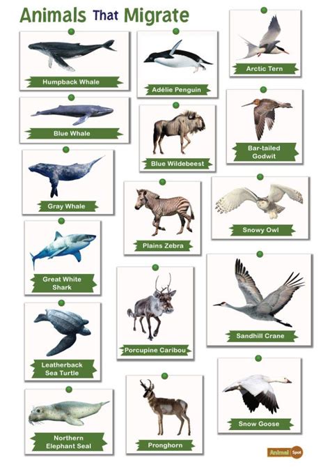 Animals that Migrate: List and Facts with Pictures