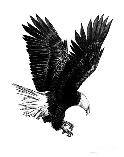 Black And White With Pen And Ink Drawing Of American Bald Eagle Drawing ...