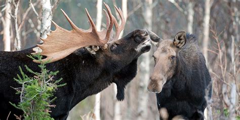 Mammals | National Wildlife Federation