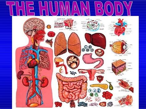 Anatomy and Physiology.ppt