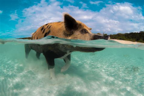 Big Major Cay Bahamas: Home to the Swimming Pigs Island in Exuma