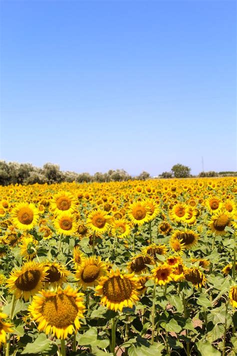 A Field of Sunflowers · Free Stock Photo