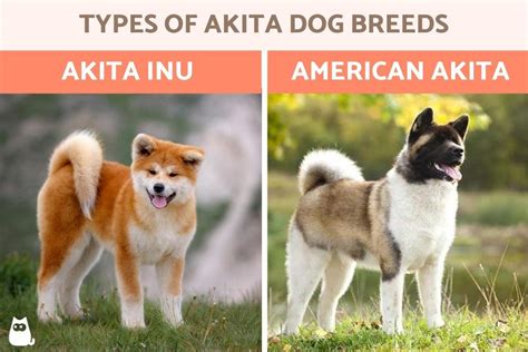 Types of Akita Dog Breeds - Akita Type Dog Characteristics With Photos
