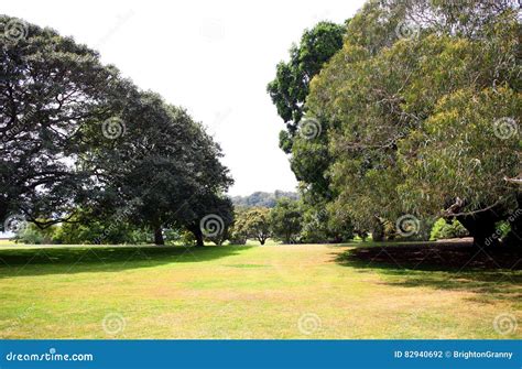 Copse of Trees in Green Field Stock Photo - Image of daylight, grasses: 82940692