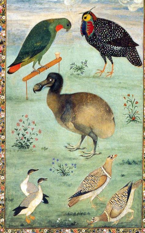 Most likely the most accurate surviving representation of a dodo ...