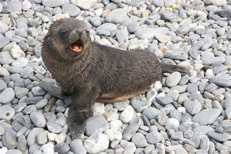 An adorable Antarctic Fur seal pup. Picture by Jan Bryde. | Fur seal, Seal pup, Cute animals