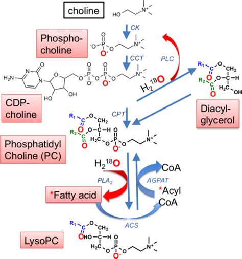 Choline Metabolism Pathway