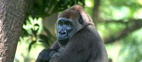 The Cross River Gorilla | Critter Science