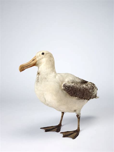 Wandering Albatross: Is This Animal Endangered?