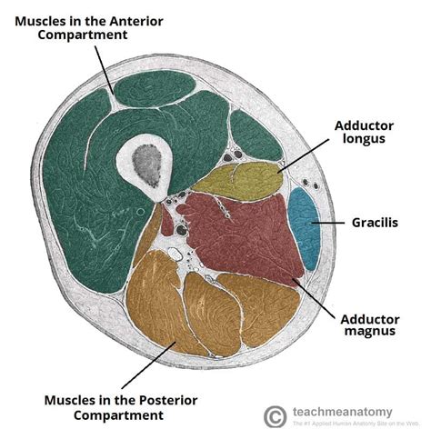 Muscles of the Medial Thigh - TeachMeAnatomy