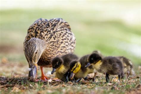 The Ultimate Duck Feeding Guide - The Happy Chicken Coop