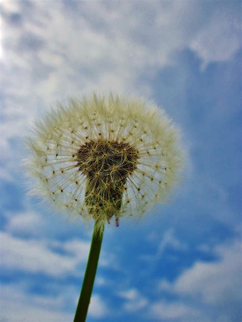 Dandelion Black White - Free photo on Pixabay - Pixabay