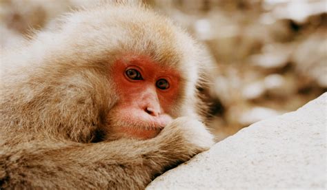 What Japan's Wild Snow Monkeys Can Teach Us About Animal Culture ...