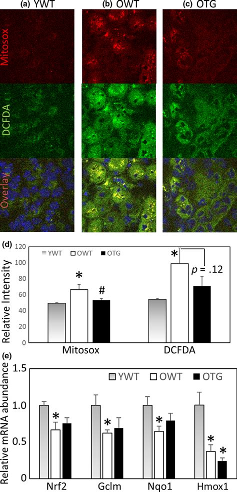 (a–c) Representative images of ex vivo staining with MitoSOX (top row ...