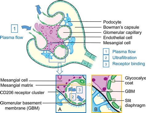 Molecular Imaging of the Glomerulus via Mesangial Cell Uptake of Radiolabeled Tilmanocept ...