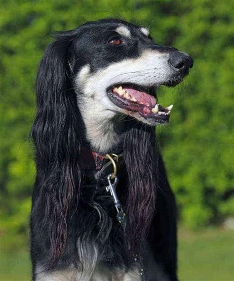 Saluki Temperament: Don't Be Fooled It's Quiet, Reserved Personality