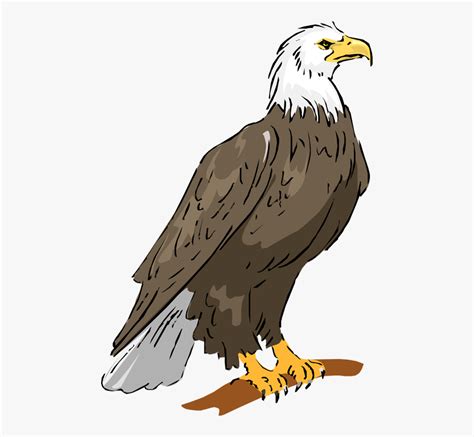 Bald Eagle Cartoon Clip Art - vrogue.co