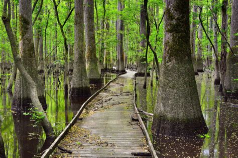 Marshes And Swamps