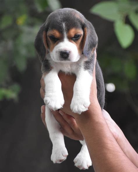 Pocket Beagle Puppies For Sale Australia - SAERLS