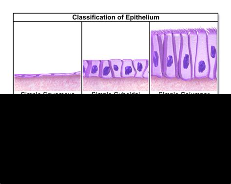 Types of Epithelial Cells What are Mesenchymal Cells Mesenchymal cells... | Download Scientific ...