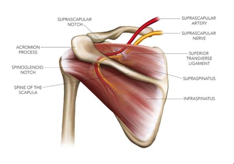 Sports Injury Bulletin - Diagnose & Treat - Suprascapular nerve injury ...