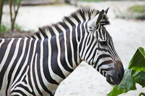 List Of 11 Animals With Stripes | Misfit Animals