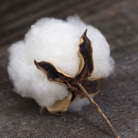 Pourquoi les fibres naturelles? – Le Mag