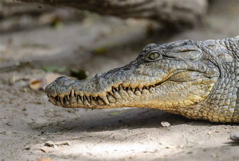 Discover the Incredible Desert Crocodiles that Live in the Sahara - A-Z ...