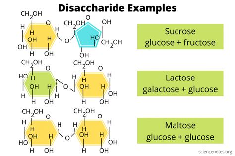 Disaccharide Examples - What Is a Disaccharide?