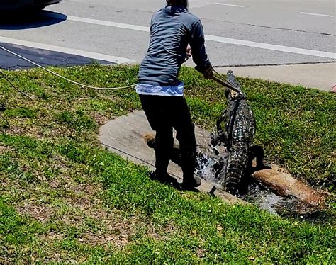 Crocodiles in Florida: From Melbourne Beach to Satellite, ‘one of several in our area this year’